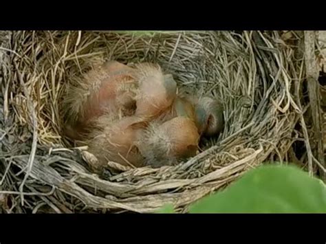 鳥在住家築巢|冷氣外有鳥築巢，怎麼驅趕？